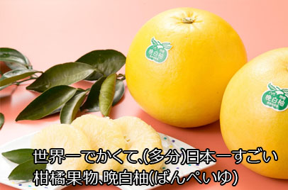 世界一でかくて、（多分）日本一すごい柑橘果物、晩白柚（ばんぺいゆ 