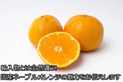 輸入物とは全然違う 国産ネーブルオレンジの魅力をお伝えします 高級フルーツギフト 肥後庵の喜ばれる贈り物ブログ